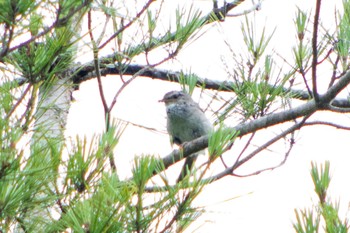 Japanese Bush Warbler 静岡県立森林公園 Sat, 6/18/2022