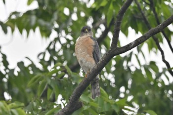 Japanese Sparrowhawk 埼玉県廣瀬神社 Sat, 6/18/2022