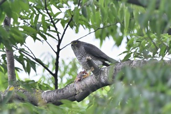 Japanese Sparrowhawk 埼玉県廣瀬神社 Sat, 6/18/2022