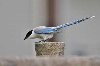 Azure-winged Magpie 埼玉県廣瀬神社 Sat, 6/18/2022