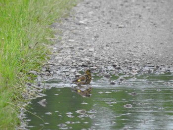 2022年6月12日(日) 音更町 自宅近くの野鳥観察記録