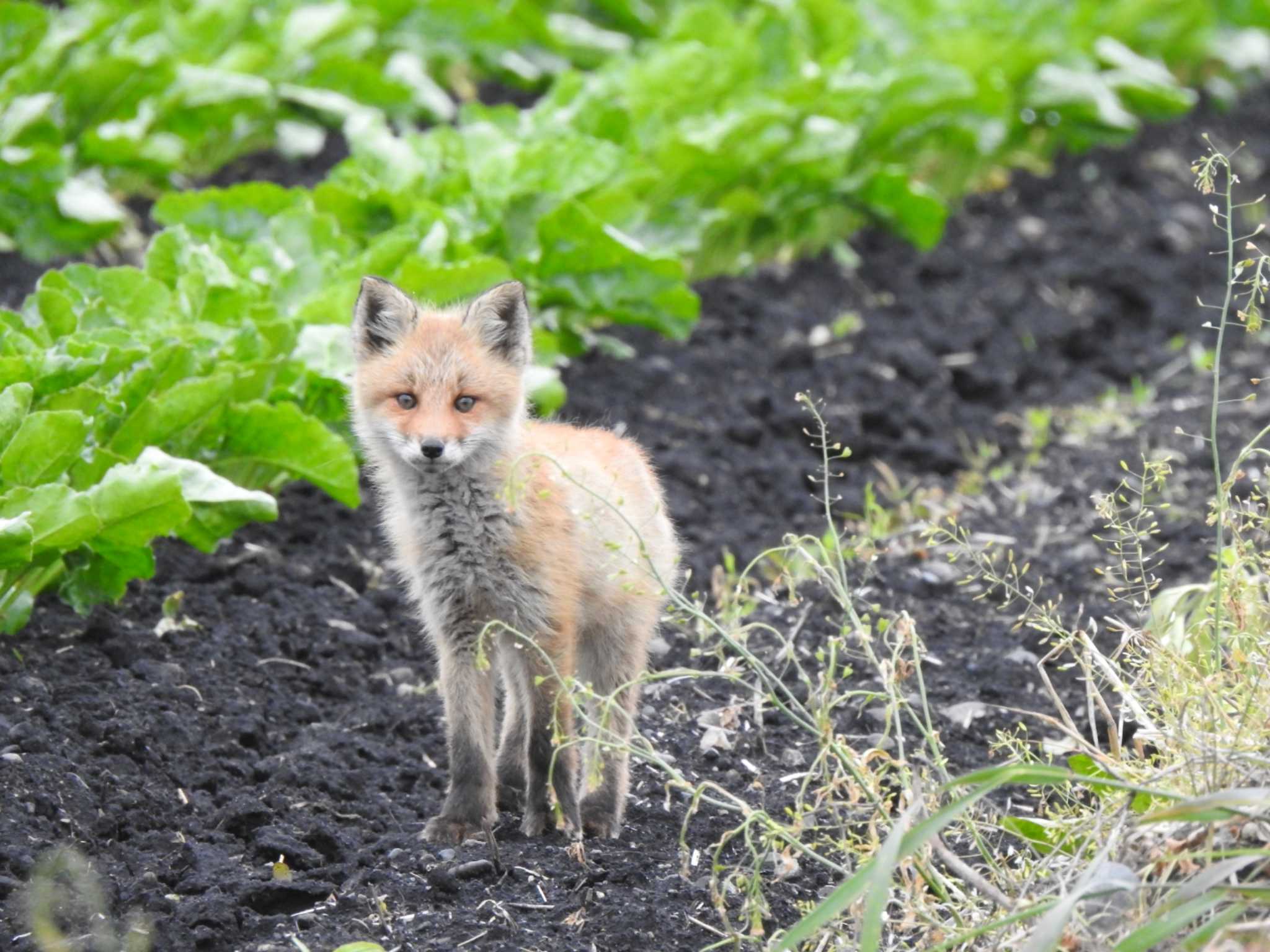 子狐に見られてた by ノビタキ王国の住民 