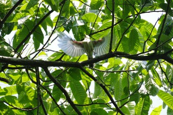 シジュウカラ 太白山自然観察の森 2022年6月18日(土)