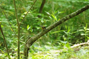 ヤマガラ 太白山自然観察の森 2022年6月18日(土)