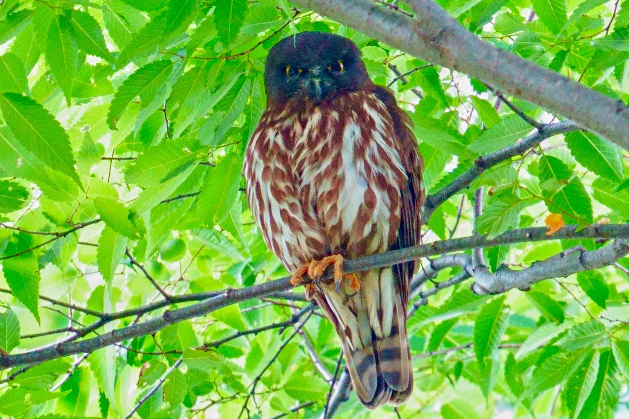 埼玉県 アオバズクの写真