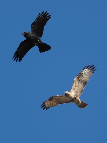 Eastern Buzzard 埼玉県 Mon, 1/1/2018