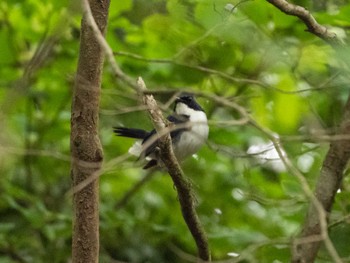 Siberian Blue Robin 水ヶ塚公園 Sat, 6/18/2022