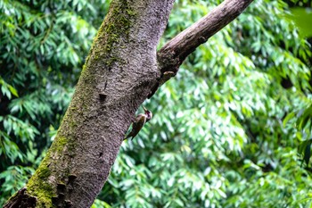 2022年6月17日(金) 座間谷戸山公園の野鳥観察記録