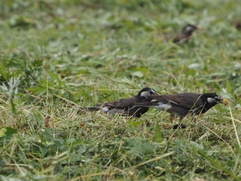 White-cheeked Starling 淀川河川公園 Sat, 6/18/2022