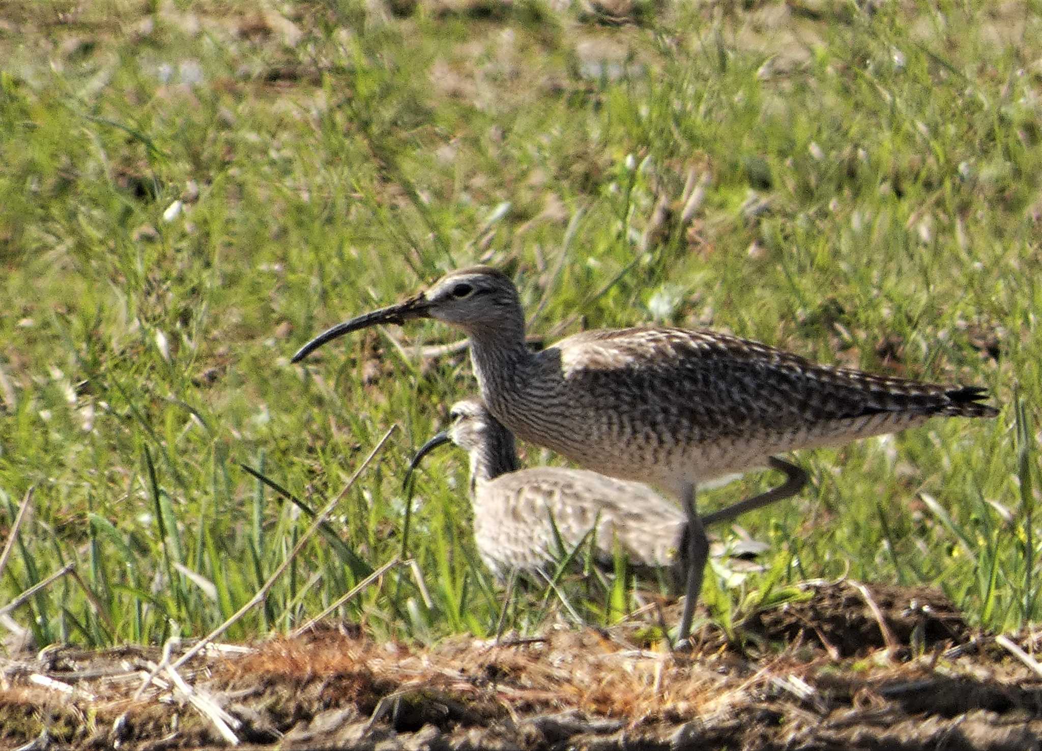 Eurasian Whimbrel