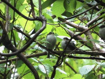 2022年5月1日(日) 卯辰山の野鳥観察記録