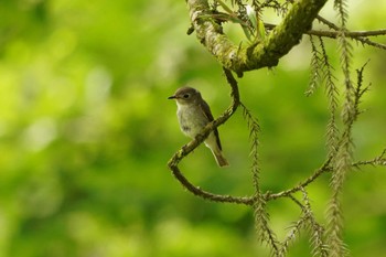 Asian Brown Flycatcher Unknown Spots Sat, 6/18/2022