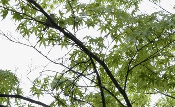 Japanese Bush Warbler Kenrokuen Sun, 5/1/2022