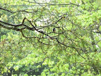 Japanese Tit Kenrokuen Sun, 5/1/2022