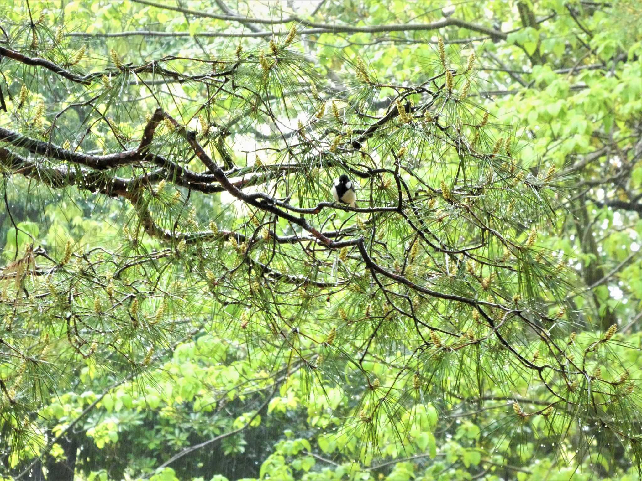 Photo of Japanese Tit at Kenrokuen by koshi