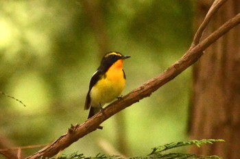 Narcissus Flycatcher 青梅丘陵 Sat, 6/18/2022