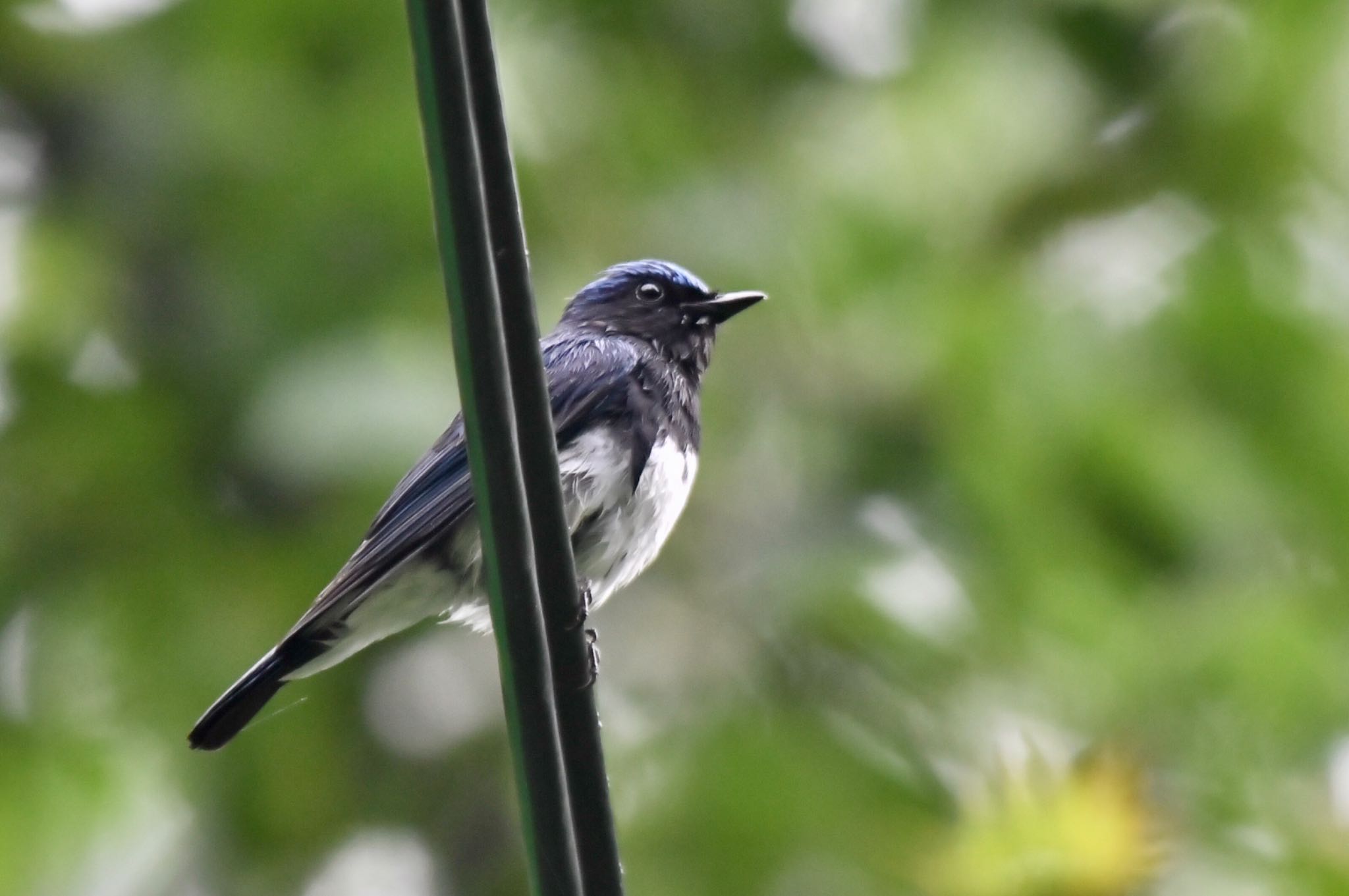 Photo of Blue-and-white Flycatcher at 油山市民の森 by にょろちょろ