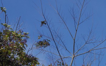 Warbling White-eye 京都堀川 Thu, 1/4/2018