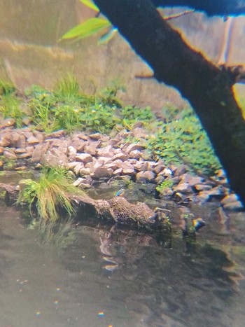 Fri, 6/17/2022 Birding report at 神田川高戸橋