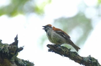 Russet Sparrow Senjogahara Marshland Sat, 6/18/2022