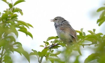 Japanese Bush Warbler Senjogahara Marshland Sat, 6/18/2022