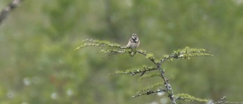 Chestnut-eared Bunting Senjogahara Marshland Sat, 6/18/2022