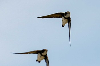 2022年6月18日(土) 新川河口(札幌市)の野鳥観察記録