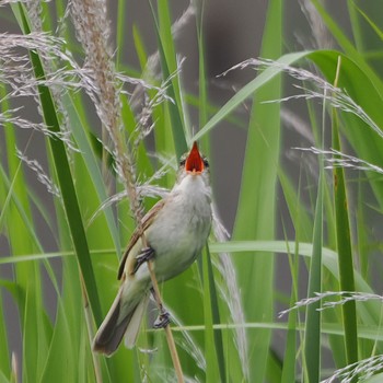 Sat, 6/11/2022 Birding report at 金井遊水地(金井遊水池)