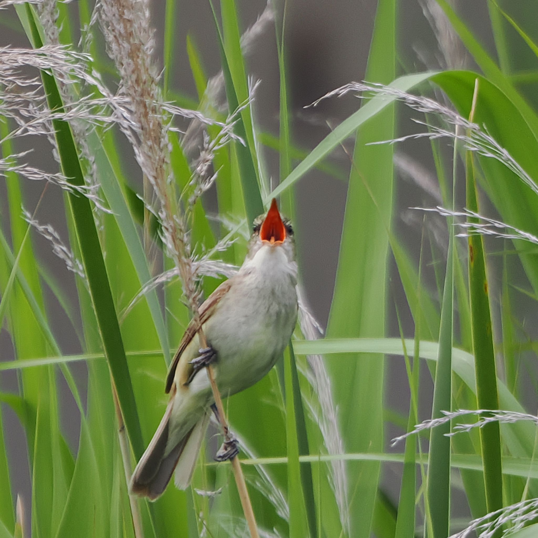 Oriental Reed Warbler