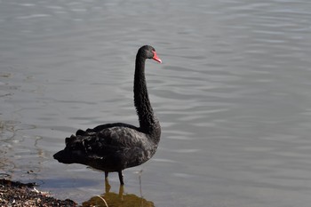 Black Swan 和歌山県 Thu, 1/4/2018