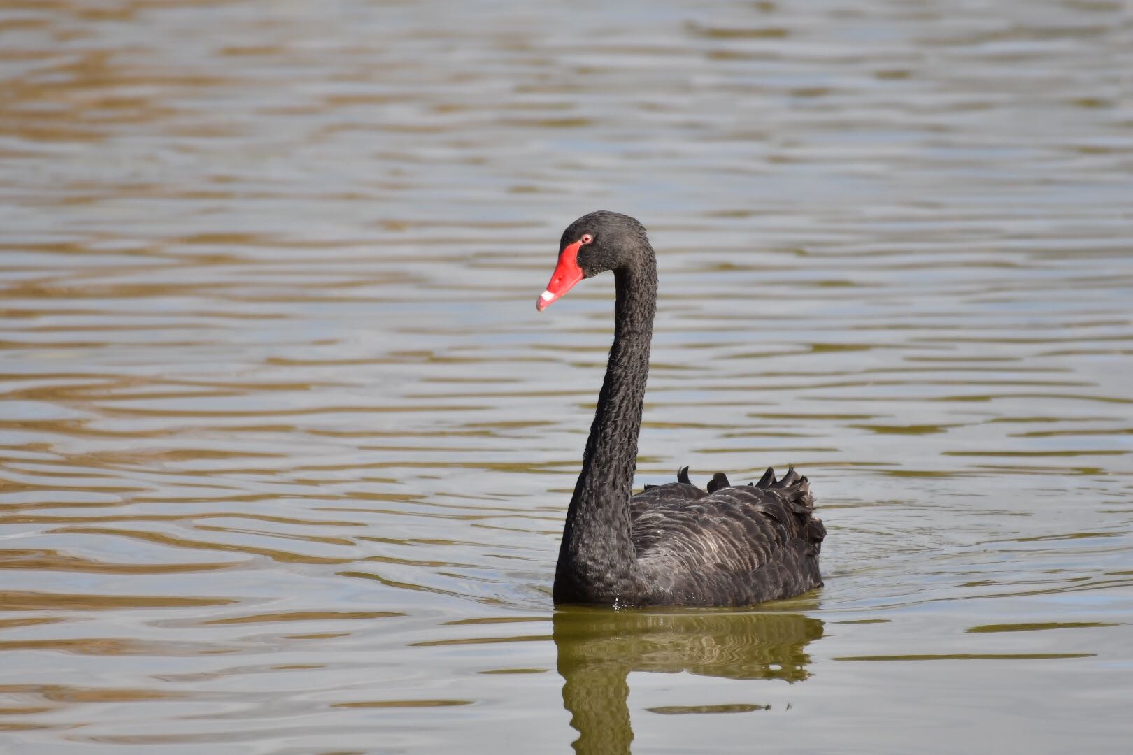 Photo of Black Swan at 和歌山県 by 倶利伽羅