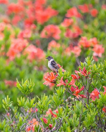 Amur Stonechat 長野県 Sat, 6/18/2022