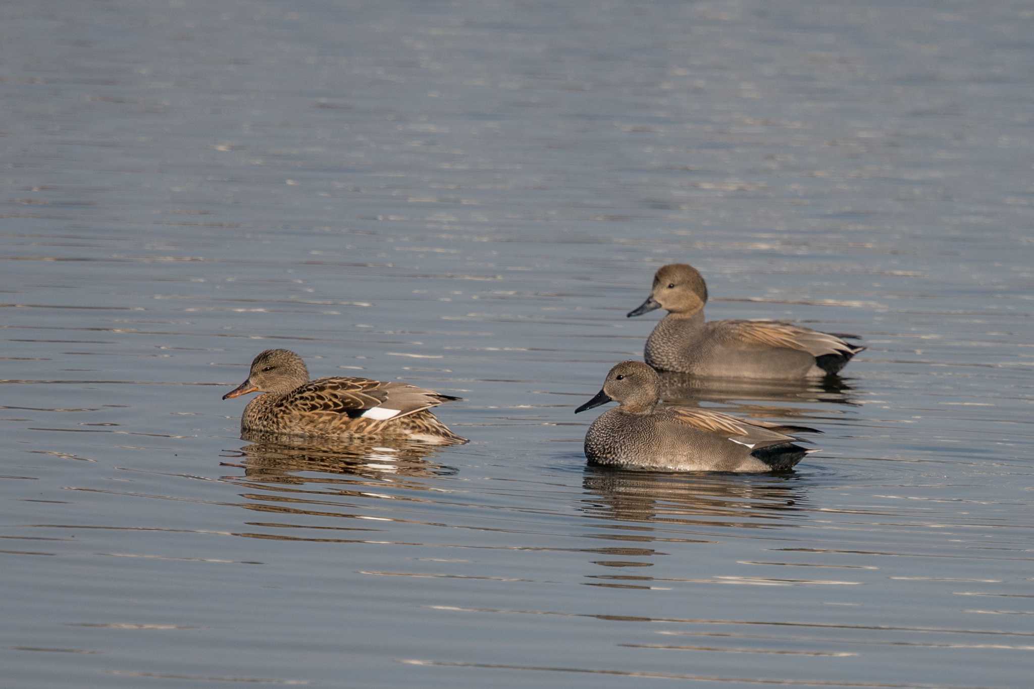 Photo of Gadwall at 兵庫県明石市 by ときのたまお