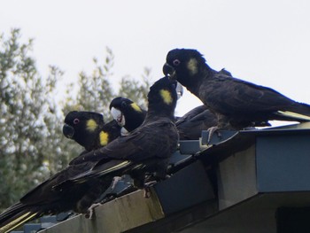 Yellow-tailed Black Cockatoo Centennial Park (Sydney) Sun, 6/19/2022