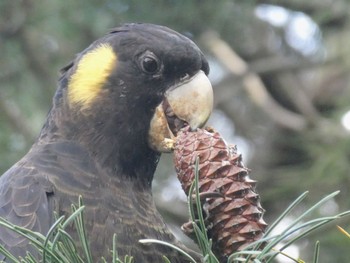 Yellow-tailed Black Cockatoo Centennial Park (Sydney) Sun, 6/19/2022