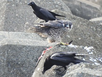 2022年6月19日(日) 大磯照ヶ崎海岸の野鳥観察記録