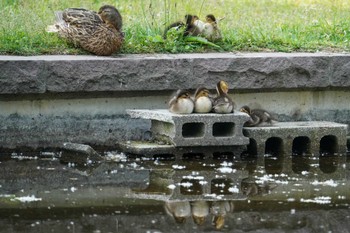 Sat, 6/18/2022 Birding report at 前田森林公園(札幌市)