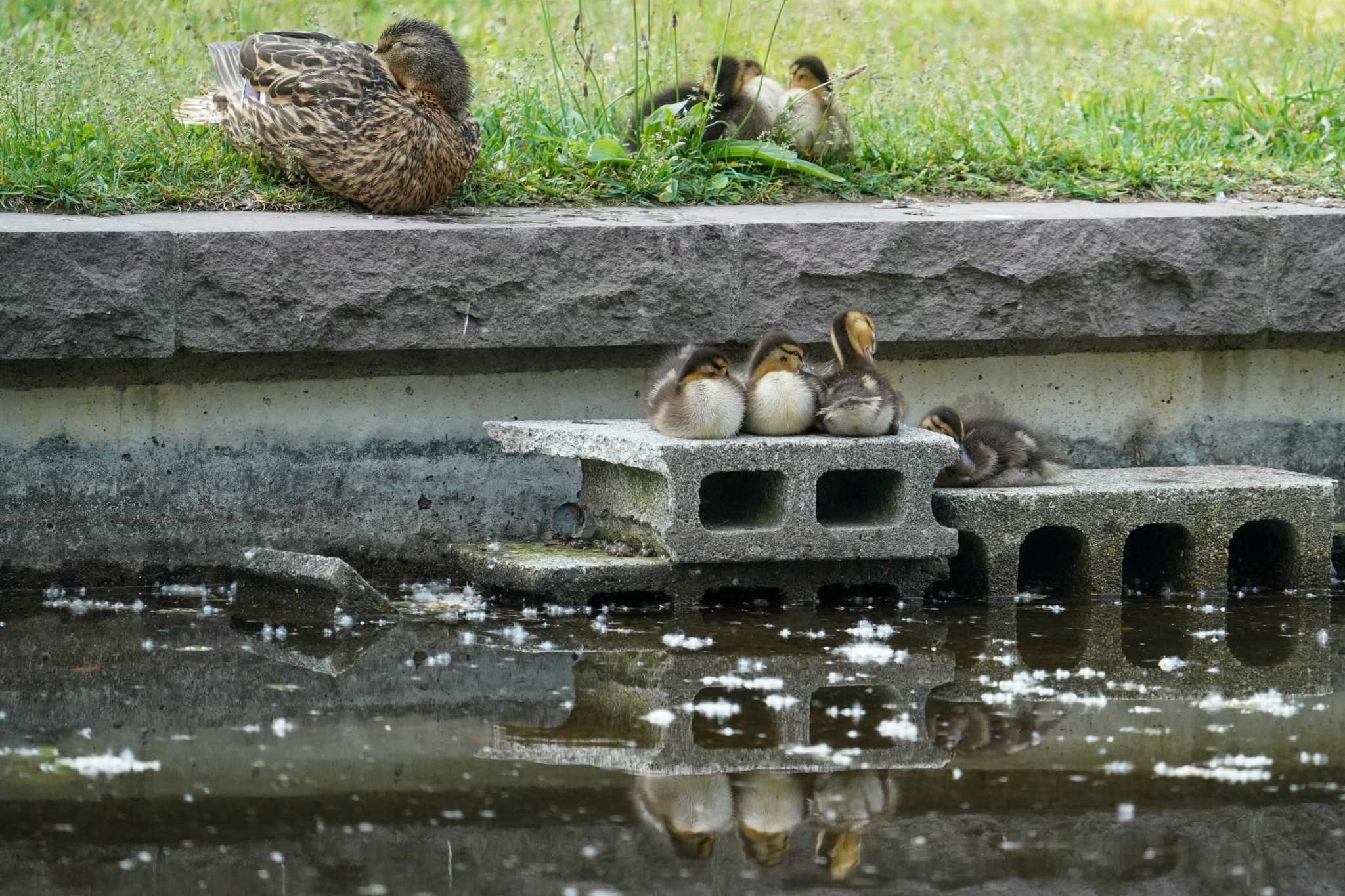 マガモ