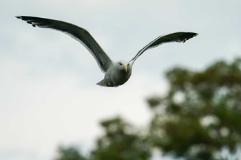 Sun, 6/19/2022 Birding report at 発寒川緑地(札幌市西区)