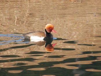 アカハシハジロ 宇都宮市テクノさくら公園 2017年12月28日(木)