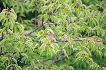 2022年6月19日(日) 松尾寺公園の野鳥観察記録