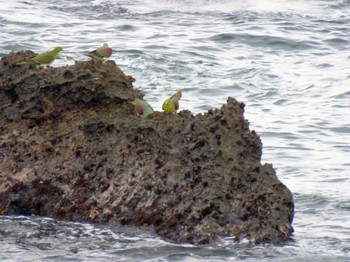 2022年6月11日(土) 大磯照ヶ崎海岸の野鳥観察記録