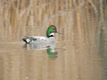 Falcated Duck Shin-yokohama Park Fri, 12/29/2017