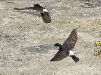 Asian House Martin 淀川河川公園 Sun, 6/19/2022