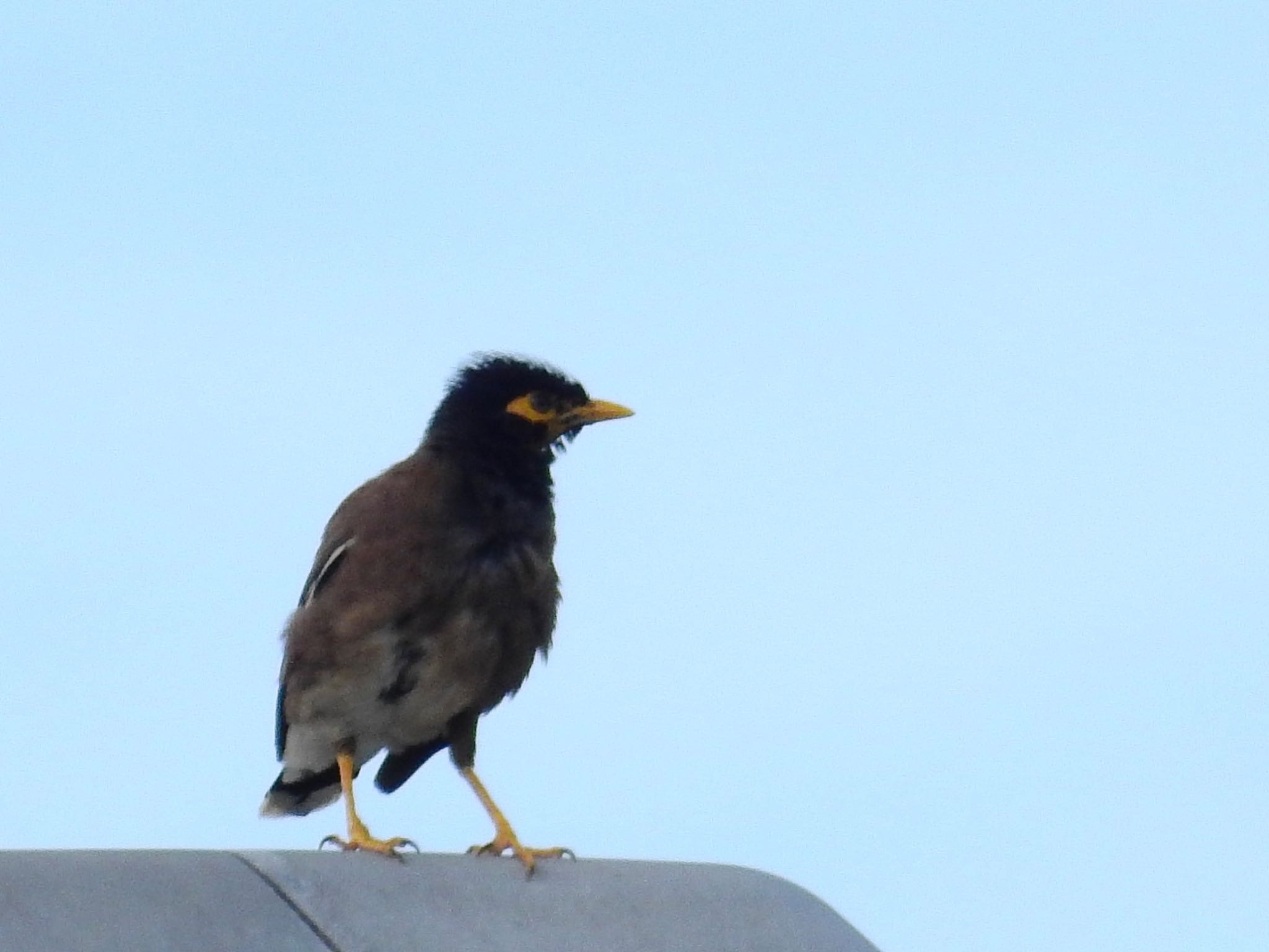 Photo of Common Myna at 石垣空港 by 🐟