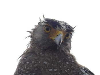 Crested Serpent Eagle Iriomote Island(Iriomotejima) Fri, 6/3/2022