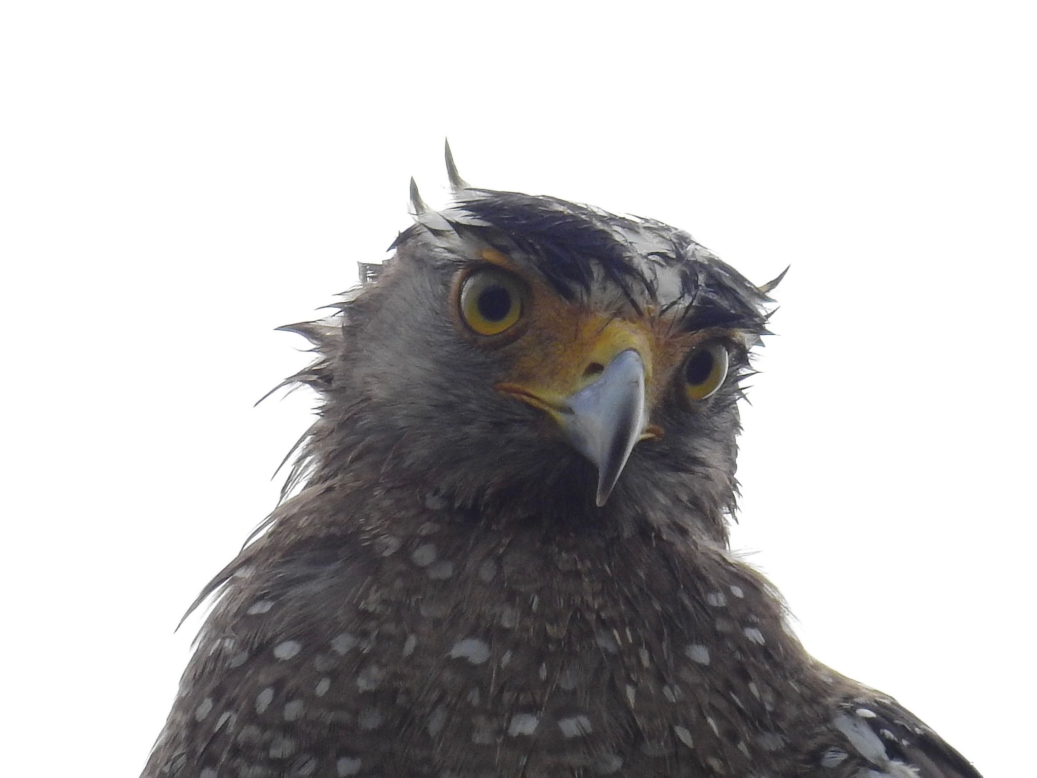 Crested Serpent Eagle