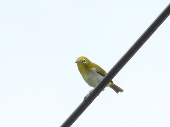 Japanese White-eye(loochooensis) Iriomote Island(Iriomotejima) Sat, 6/4/2022