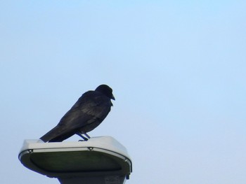 Large-billed Crow(osai) 石垣空港 Thu, 6/2/2022