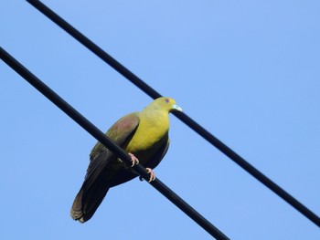 チュウダイズアカアオバト Iriomote Island(Iriomotejima) Fri, 6/3/2022